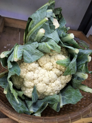 Bông Cải Trắng